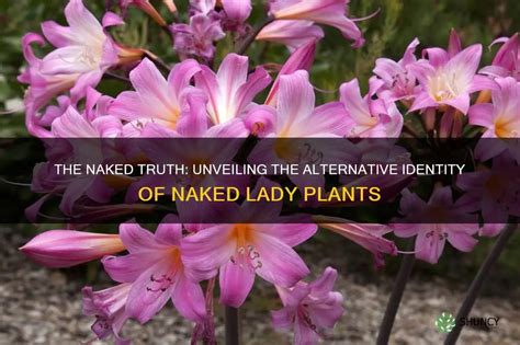 naked ladies plant|The Naked Lady Plant: Description, Care, And Benefits